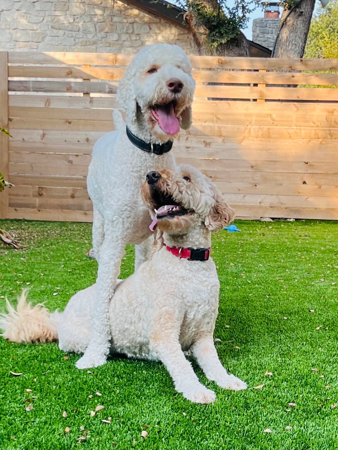 Charlie and Murphy, two curly-coated dogs, together on the grass in a fenced garden.